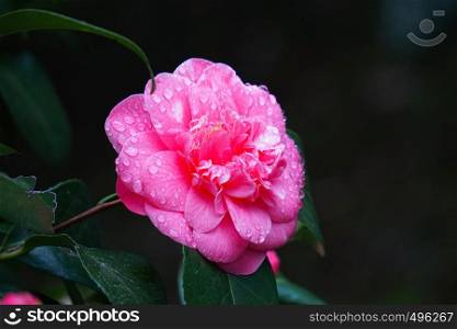 pink flower plant in the nature in springtime