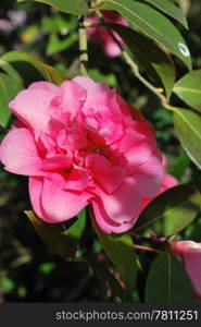 pink flower. pretty pink flower