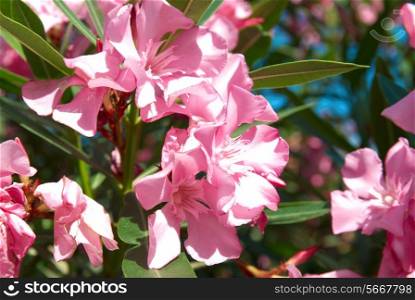 Pink flower&rsquo;s branch with leaves- Oleander Nerium