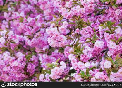 pink flower. spring background