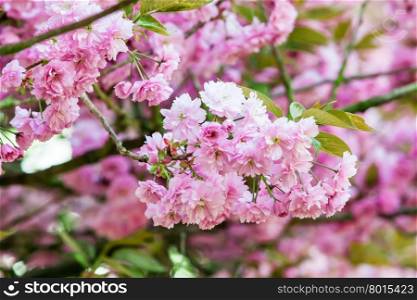 pink flower. spring background