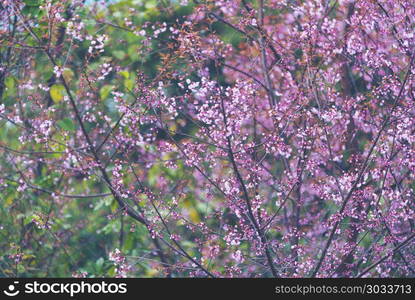 pink flower tree