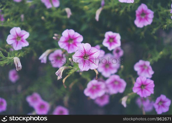 pink flower, tropical flower