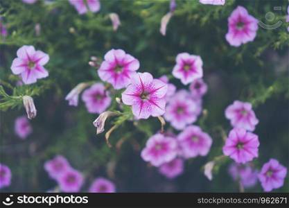 pink flower, tropical flower