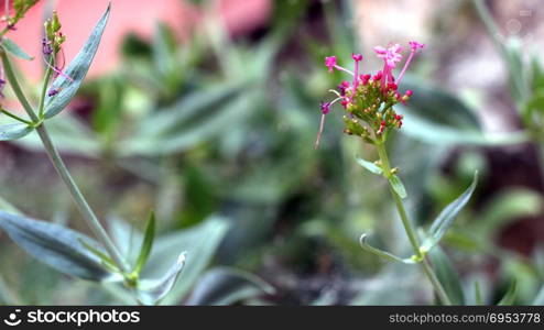 Pink flower with a green stem in the garden.