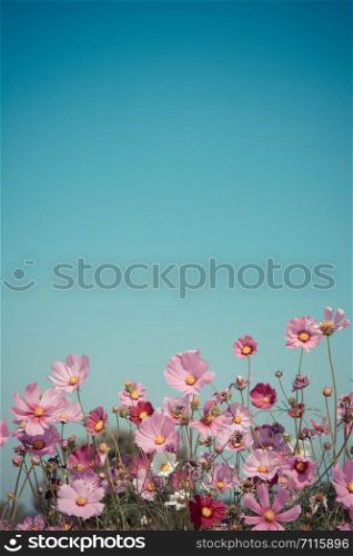 pink flower with blue sky