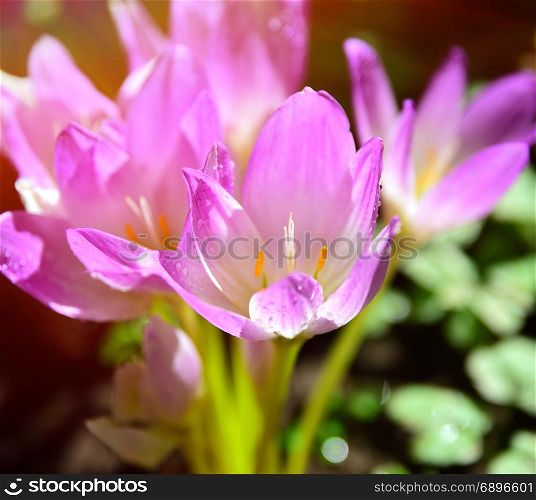 pink flowering crocus in the rays of a bright sun, close up