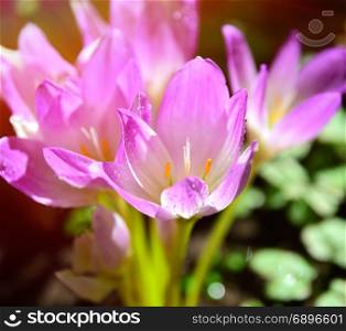 pink flowering crocus in the rays of a bright sun, close up