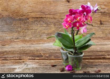 Pink flowering orchids on wooden background with copy space. Spring  violet orchids 