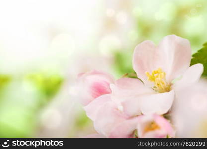 pink flowers