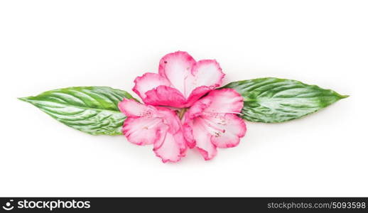 Pink flowers and green leaves , floral festoon on white background