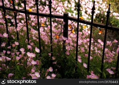 Pink Flowers and Iron Fence