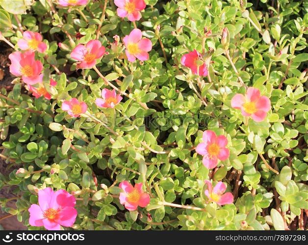 Pink Flowers at sun light