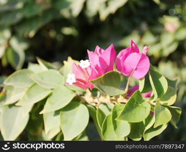 Pink Flowers at sun light