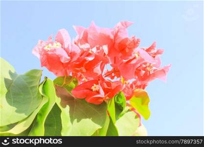 Pink Flowers at sun light. Flowers on blue background.