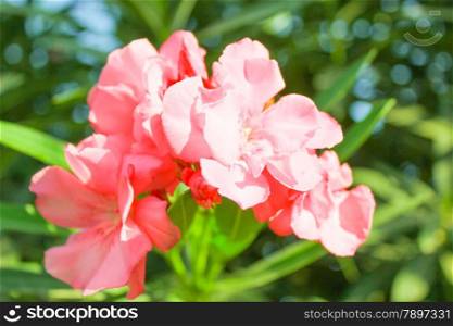 Pink Flowers at sun light. Flowers on blue sky background