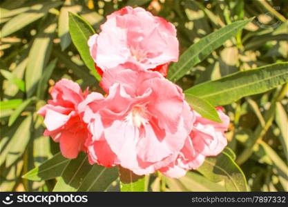 Pink Flowers at sun light. Flowers on green background.