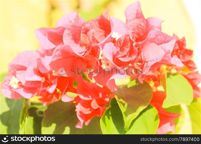 Pink Flowers at sun light. Flowers on green background.