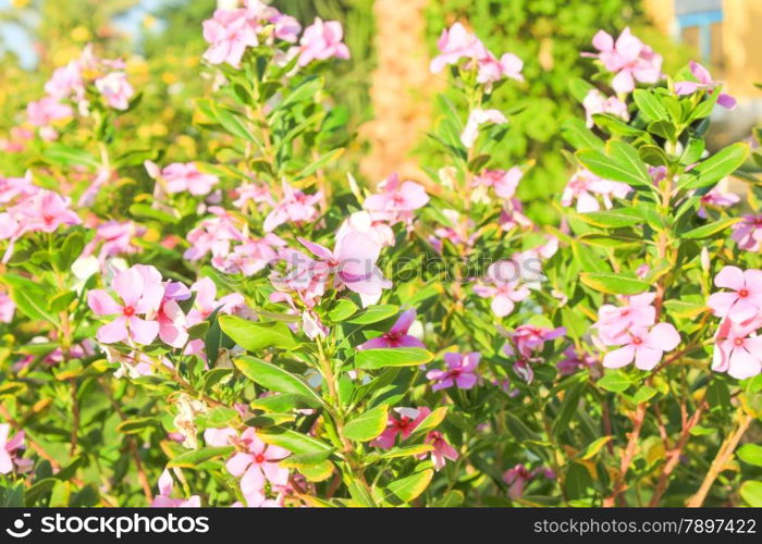 Pink Flowers at sun light. Flowers on green background.