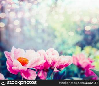 Pink flowers background. Amazing view of pink peonies flowering in garden or park, outdoor nature, close up