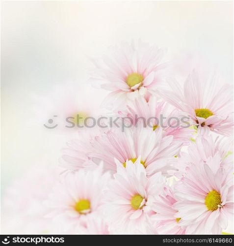 Pink Flowers Bloom for Background