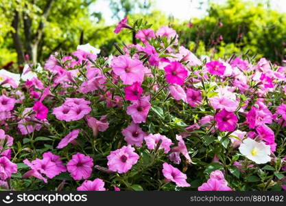 Pink flowers bloom in the city park garden.. Pink flowers bloom in the city park garden