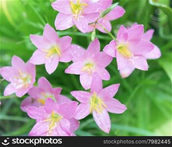 pink flowers blooming
