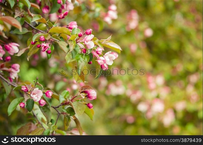 pink flowers blooming apple trees in the spring park. Macro