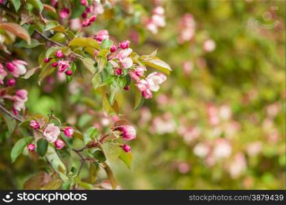 pink flowers blooming apple trees in the spring park. Macro
