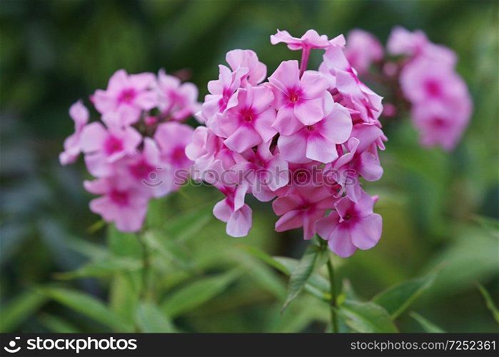 Pink flowers. Blooming flowers. Pink phlox on a green grass. Garden with phlox. Garden flowers. Nature flowers in garden. Blooming phlox.   