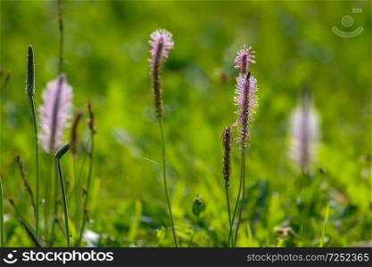 Pink flowers. Blooming flowers. Violet flowers on a green grass. Meadow with rural flowers. Wild flowers. Nature flowers on field.