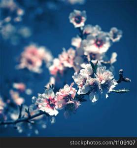 Pink Flowers Blooming Peach Tree at Spring background. Square composition. Color of the year 2020 classic blue toned