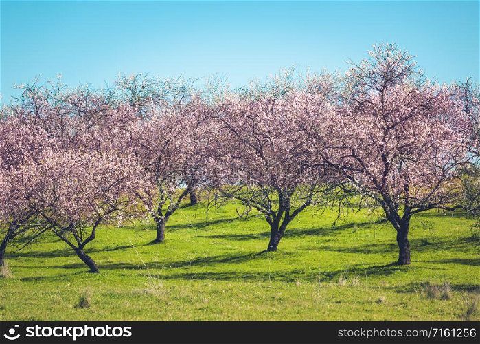 Pink Flowers Blooming Peach Tree Garden at Spring. Bright Blue Sky as Background