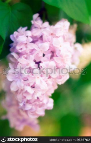 Pink flowers, close-up