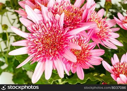 Pink flowers (closeup) of Chrysanthemum plant in flowerpot. Nature background.
