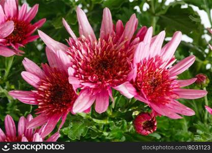 Pink flowers (closeup) of Chrysanthemum plant with drops of water on petals. Nature background.