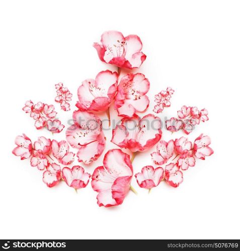 Pink flowers composing on white background, top view