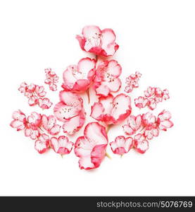 Pink flowers composing on white background, top view