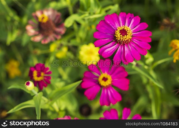 Pink flowers cosmos bloom beautifully in the garden of the nature