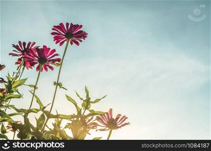 Pink flowers cosmos bloom beautifully in the garden of the nature with blue sky with vintage style.