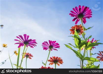 Pink flowers cosmos bloom beautifully in the garden of the nature with blue sky background