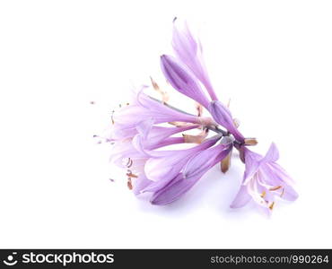 pink flowers hosts on a white background