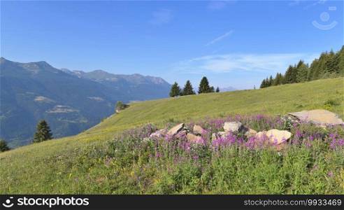 pink flowers in a meadow on alpine mountain under blue sky