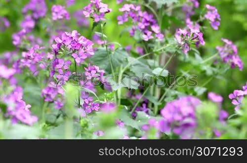 Pink Flowers in a spring