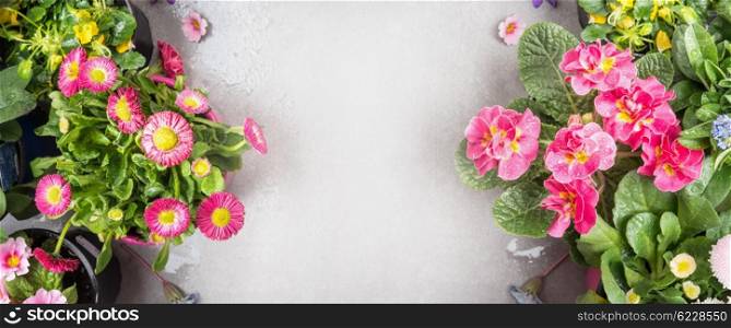 Pink flowers in pots for garden decoration on stone background, top view, banner