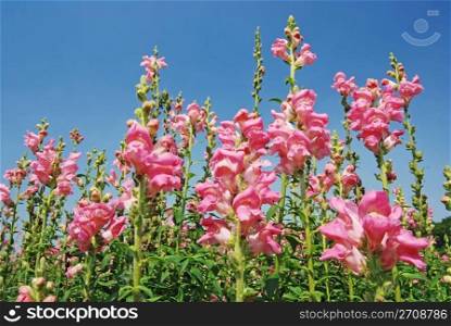 Pink flowers in the field under blue sky, sunny day