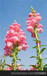 pink flowers in the field under blue sky, sunny day, Snapdragon