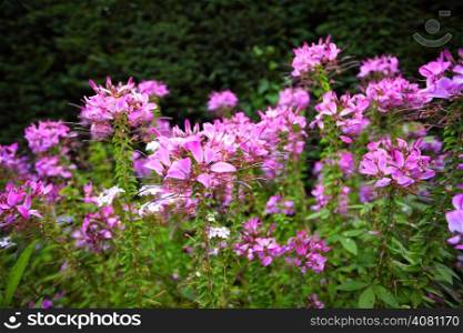 Pink flowers in the garden. Spring or summer background