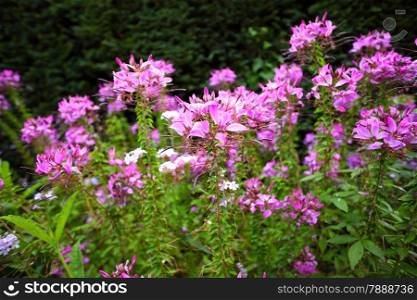 Pink flowers in the garden. Spring or summer background