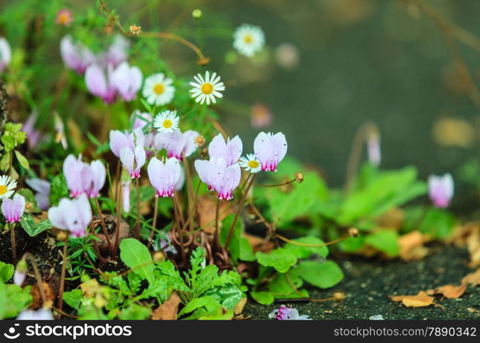 Pink flowers in the garden. Spring or summer time, outdoor